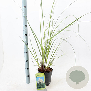 Cortaderia s. 'Evita' 60-80 cm 3,0L