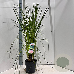 Cortaderia s. 'Pink Feather' 50-60 cm 6,5L
