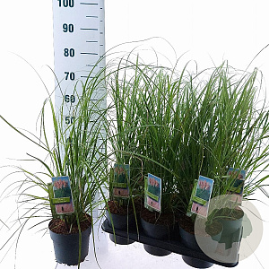 Cortaderia s. 'Pink Feather' 60-80 cm 2,0L