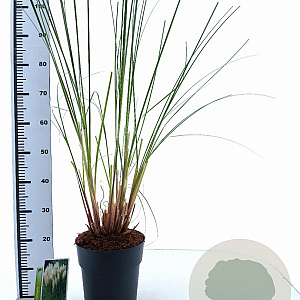 Cortaderia s. 'Pumila' 50-60 cm 6,5L