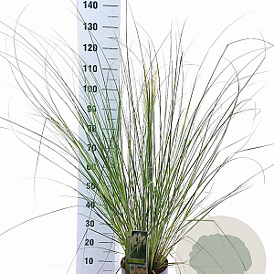 Cortaderia s. 'Pumila' 50-60 cm 6,5L