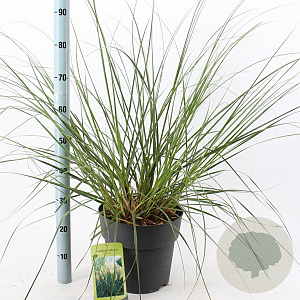 Cortaderia s. 'Pumila' 60-80 cm 12L