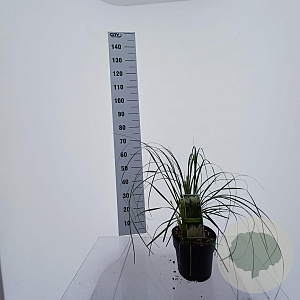 Cortaderia s. 'White Feather' 50-60 cm 5,0L