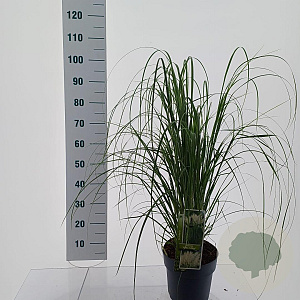 Cortaderia s. 'White Feather' 50-60 cm 5,0L