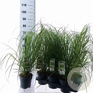Cortaderia s. 'White Feather' 60-90 cm 2,0L