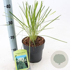 Cortaderia s. 'White Feather' 60-90 cm 2,0L