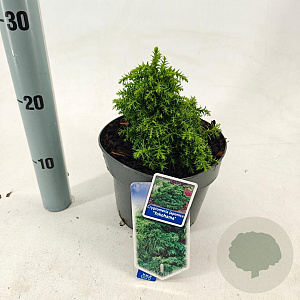 Cryptomeria j. 'Yokohama' 20-25 cm 3,0L