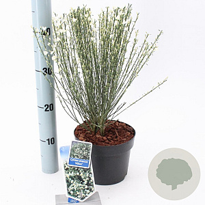 Cytisus praecox 'Albus' 20-25 cm 2,0L