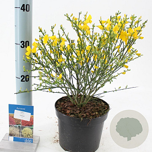 Cytisus scop. 'Vanesse' 20-25 cm 2,0L
