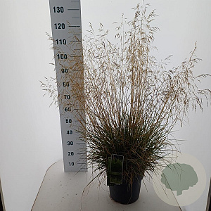 Deschampsia cesp. 'Tardiflora' 80-100 cm 12L