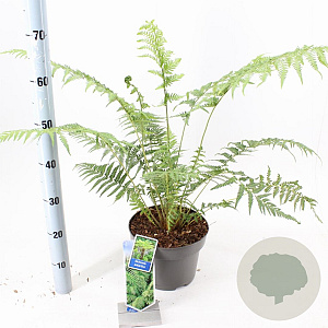 Dicksonia antarctica 30-40 cm 5,0L