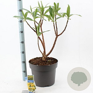 Edgeworthia chrys. 'Grandiflora' 40-50 cm 10L