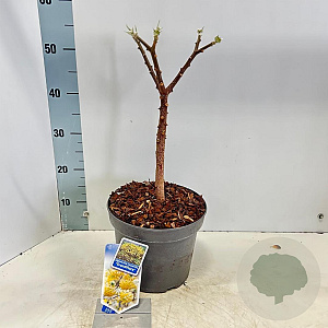 Edgeworthia chrys. 'Grandiflora' 40-50 cm 5,0L