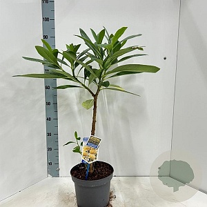 Edgeworthia chrys. 'Grandiflora' 40-50 cm 5,0L