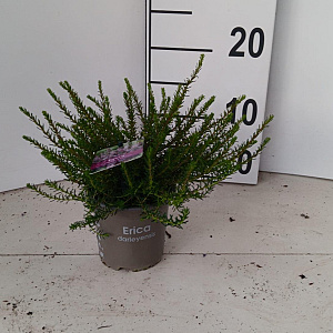 Erica darl. 'Darley Dale' 10-20 cm P10,5