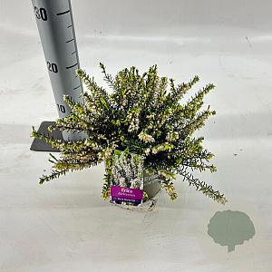 Erica darl. 'White Perfection' 15-20 cm P15