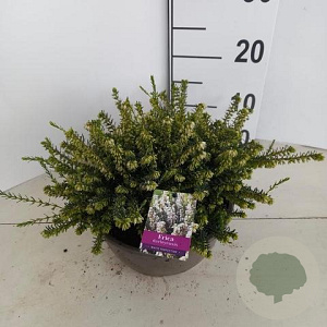 Erica darl. 'White Perfection' 15 cm 5,0L schaalvorm