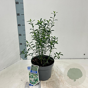 Eriostemon myoporoides 30-40 cm 3,0L