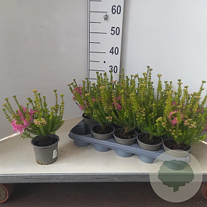 Erica verticillata 20-30 cm P12