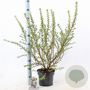 Escallonia 'Apple Blossom' 40-50 cm 5,0L