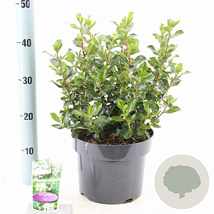 Escallonia 'Apple Blossom' 40-50 cm 5,0L