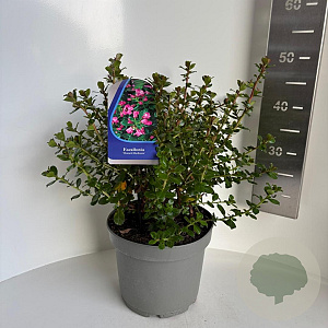 Escallonia 'Donard Radiance' 40-50 cm 5,0L