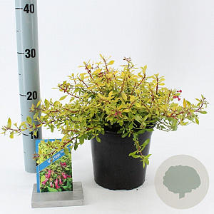 Escallonia Golden Carpet 25-30 cm 2,0L