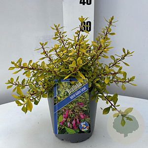 Escallonia Golden Carpet 25-30 cm 2,0L
