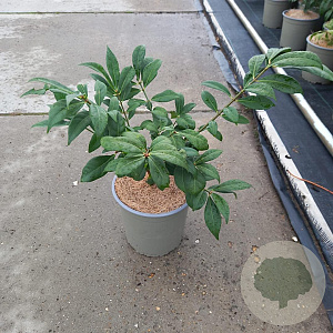 Euonymus alat. 'Compactus' 25-30 cm 2,0L