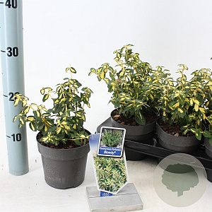 Euonymus fort. Blondy 15-20 cm P13