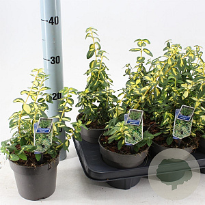 Euonymus fort. Blondy 15-20 cm P13