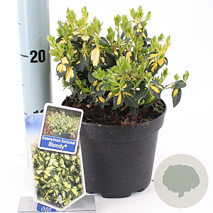 Euonymus fort. Blondy 20-25 cm 2,0L