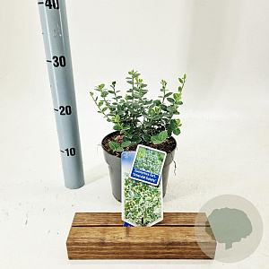 Euonymus fort. 'Emerald Gaiety' 20-25 cm 2,0L