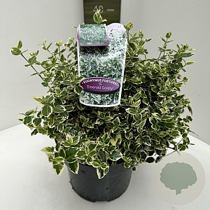 Euonymus fort. 'Emerald Gaiety' 40-50 cm 5,0L