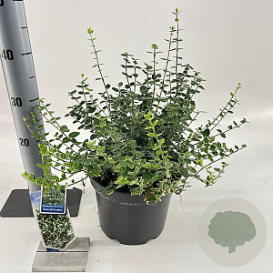 Euonymus fort. 'Emerald Gaiety' 40-50 cm 5,0L