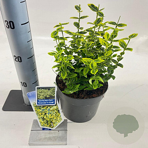 Euonymus fort. 'Emerald 'n' Gold' 20-25 cm 2,0L
