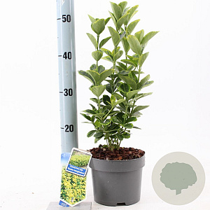 Euonymus jap. 'Aureomarginatus' 20-25 cm 2,0L