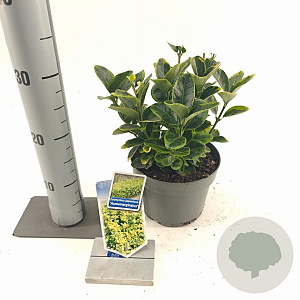 Euonymus jap. 'Aureomarginatus' 20-25 cm 2,0L