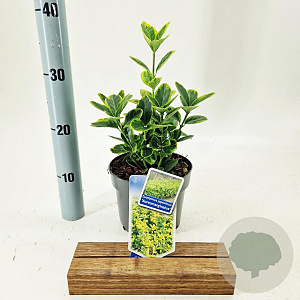 Euonymus jap. 'Aureomarginatus' 20-25 cm 2,0L