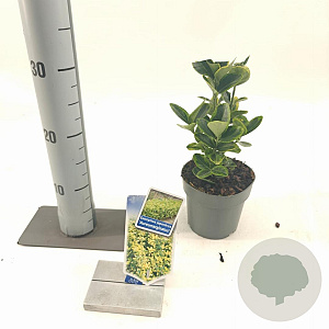 Euonymus jap. 'Aureomarginatus' 20-25 cm P13