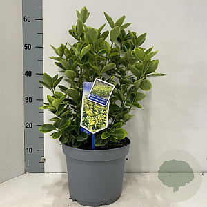 Euonymus jap. 'Aureomarginatus' 35-40 cm 5,0L