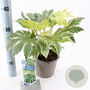 Fatsia japonica 'Spider's Web' 20-30 cm 2,0L