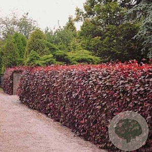 Fagus syl. 'Atropunicea' 40-60 cm wortelgoed 1/2