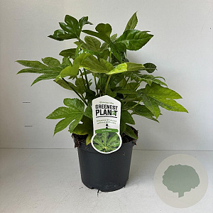 Fatsia japonica 30-40 cm 3,5L