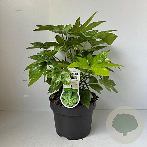Fatsia japonica 35-45 cm 5,0L