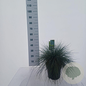 Festuca glauca 'Elijah Blue' 25-30 cm 5,0L