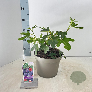 Ficus car. 'Rouge de Bordeaux' 50-60 cm 5,0L