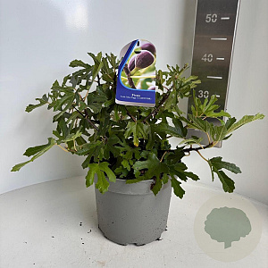 Ficus car. Little Miss Figgy 50-60 cm 5,0L