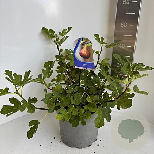 Ficus car. 'Morena' 50-60 cm 5,0L