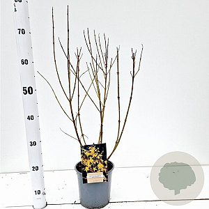 Forsythia int. 'Spectabilis' 30-40 cm 2,0L